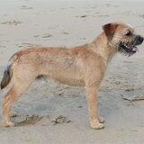 Chummy, vader van toekomstige pups van Jessy