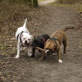 Foto van Sasch&de 2 idioten ^.^