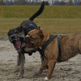 Ravotten met Rufus