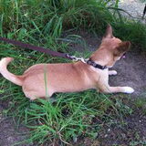 bruno tijdens de wandeling in Dongen