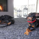 Foto van Marleen , Blacky & Justy