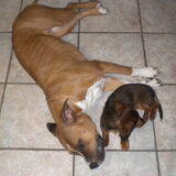 Stocky Rascals "jalisa" + Babs Fan dhe Nijhe "Luca"