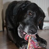 Moos met het touw