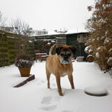 sneeuw winter 2012