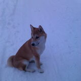 Chinouk, de Shiba Inu van mijn zus