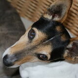 Foto van Tom -  (Speedy & Jacky†) - Milo & Ozzy.