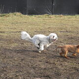 Dempsey en het Cavalier pupje op de hondenwei