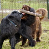 Foto van Inge, Rottweiler Nika & m'n Canadeesje(s)