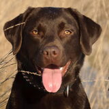 Once a labrador always a labrador