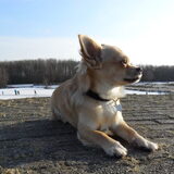 Puk in de winter