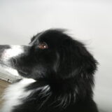 Foto van silke & woody