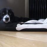 Foto van silke & woody