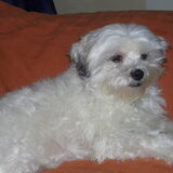 gizmo aan het chillen op de bank