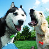 dogs