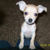 Diesel 9 weekjes oud(L)