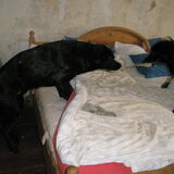 Tobie en Jelly spelen met een oude sok.