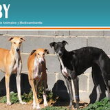Foto van Scooby