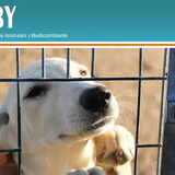 Foto van Scooby
