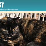 Katten zijn ook meer dan welkom bij Scooby.