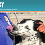 Foto van Scooby