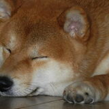 Kenshi