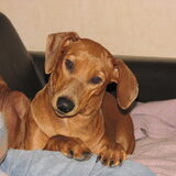 Foto van Duitse Pinscher