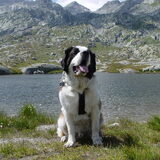 Max op de Gotthard pas in Zwitserland (augustus 2011)