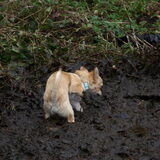 Visjes zoeken in de leeggelopen blubbervijver. Vies hondje