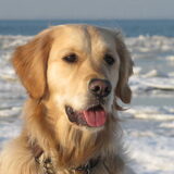 Lekker in de sneeuw op het strand.