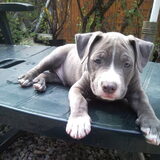 Diesel