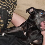 Puppy attack!
