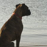 Foto van Annelies ~ Rasha † , Amigo & Akita