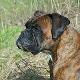 Foto van Annelies ~ Rasha † , Amigo & Akita