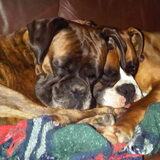 Foto van Annelies ~ Rasha † , Amigo & Akita