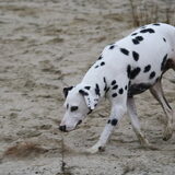 Foto van Shawna & Nala