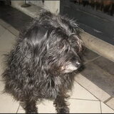 Dit is Lexi de mama van Babs en Breezer