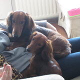 Samen op schoot bij vrouwtje,,, `koekje`