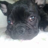 mijn hond sky