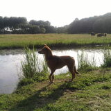 Mila ziet weer eens iets.