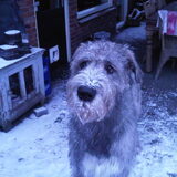 Cooper met een sneeuw snuitt ^^