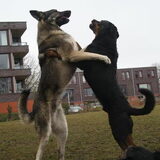 De hunken!!!!