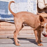 Dit is pleeghondje Sjakie Een Podenco ventje van ongeveer 5 maanden