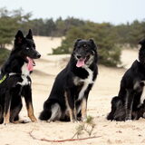 Blue met halfbroer Tobi en halfzus Mara
