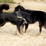 Blue & Tobi