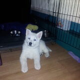 Foto van Laura & Polar <3