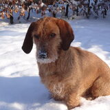 Sneeuwsnoet