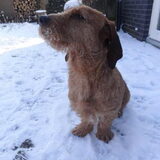 Verwaande hond
