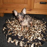 dit is mijn chihuahua Indy,ze is nu 5 mnd