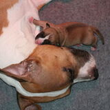 Baika's pups