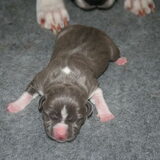 Baika's pups
